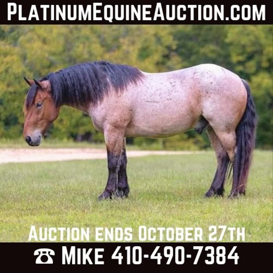 Percheron, 6yo Percheron gelding, 15hh