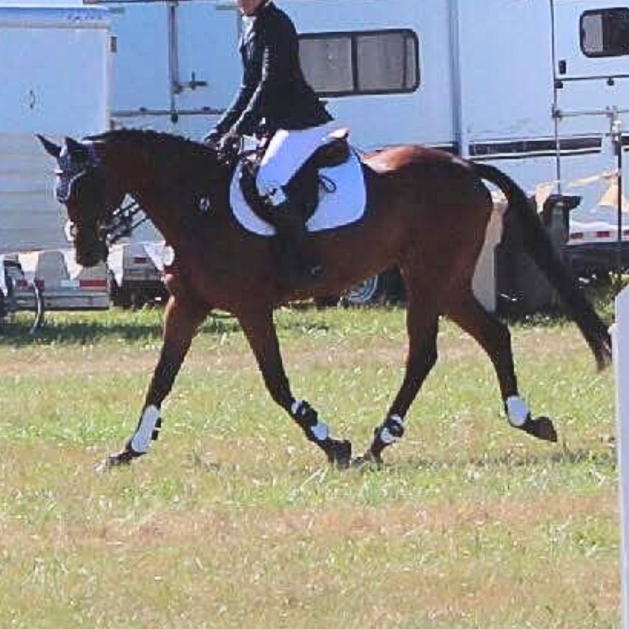Tuey, 12yo Thoroughbred gelding, 15.1hh