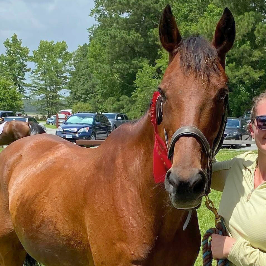 Tuey, 12yo Thoroughbred gelding, 15.1hh