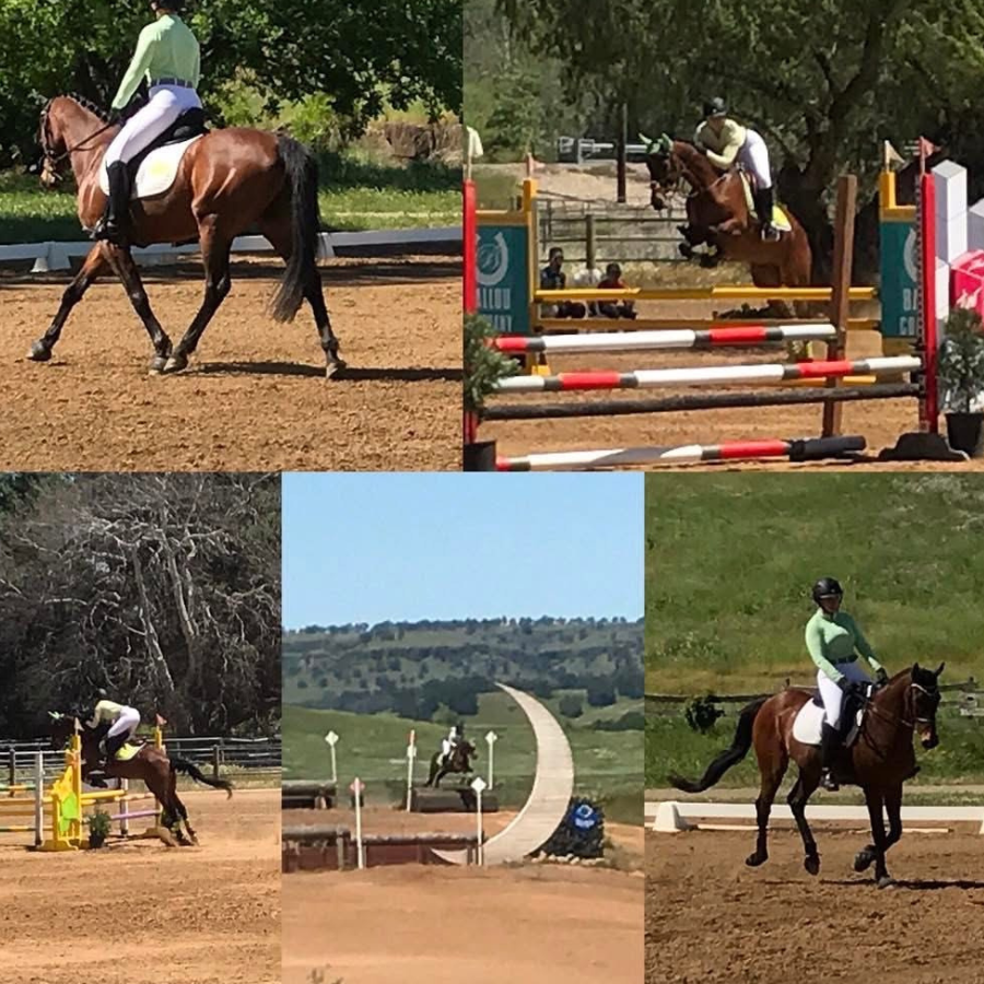 Tuey, 12yo Thoroughbred gelding, 15.1hh