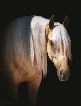 Dusty Gold Limo, 3yo Tennessee Walking Horse gelding, 16.2hh