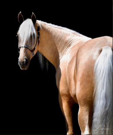 Dusty Gold Limo, 3yo Tennessee Walking Horse gelding, 16.2hh