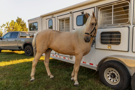 Dusty Gold Limo, 3yo Tennessee Walking Horse gelding, 16.2hh