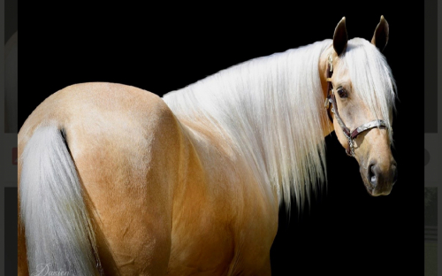 Dusty Gold Limo, 3yo Tennessee Walking Horse gelding, 16.2hh