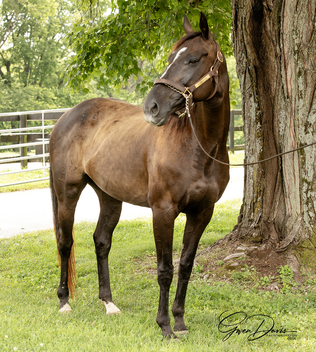 SS Nice Nicole, 13yo Thoroughbred mare, 15.0hh