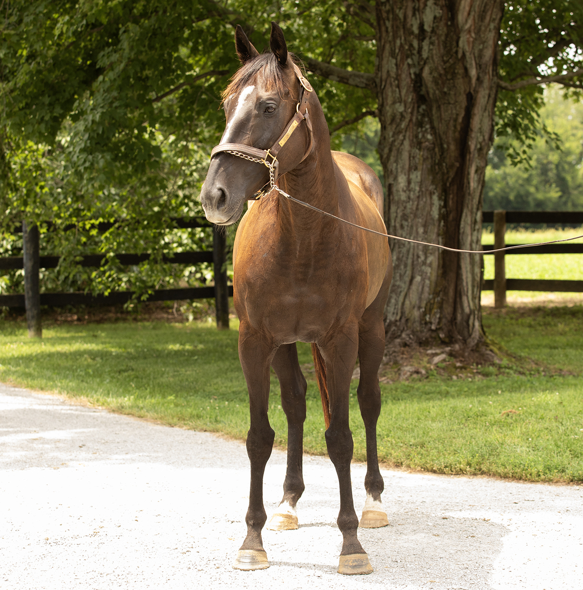 SS Nice Nicole, 13yo Thoroughbred mare, 15.0hh