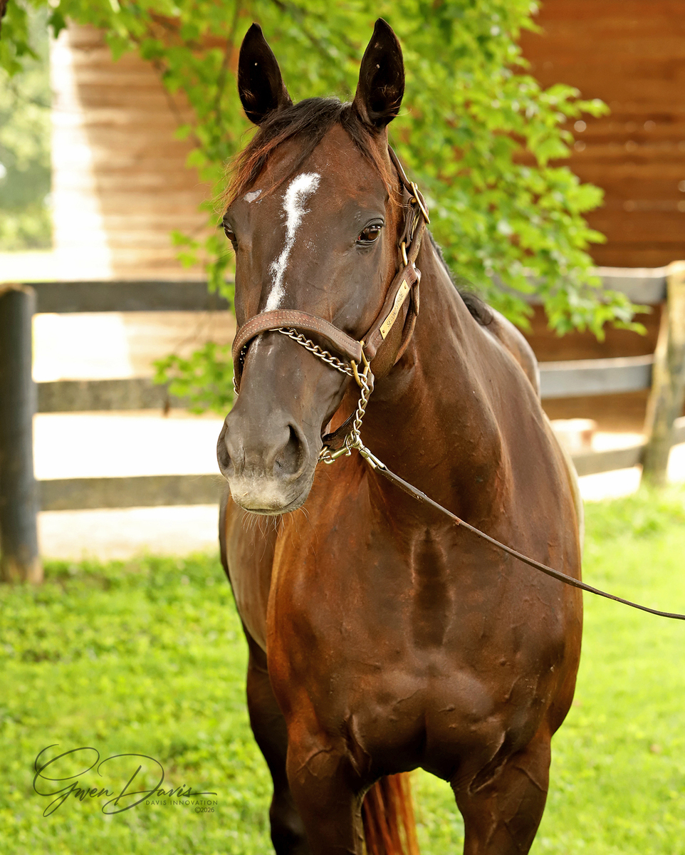 SS Nice Nicole, 13yo Thoroughbred mare, 15.0hh