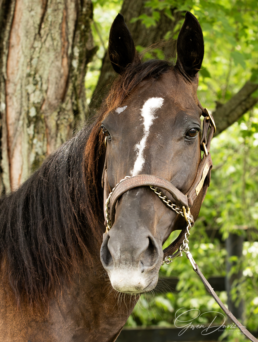 SS Nice Nicole, 13yo Thoroughbred mare, 15.0hh