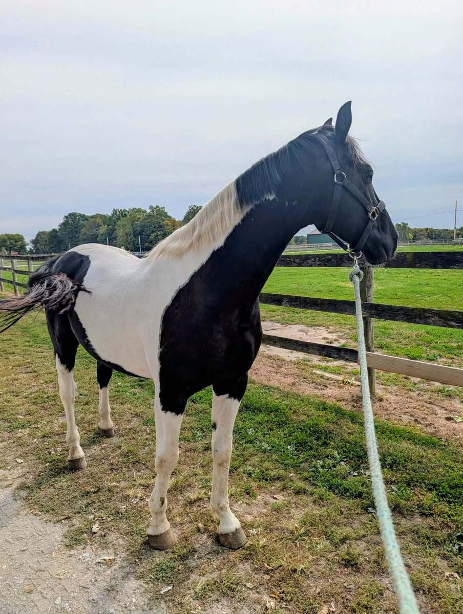 Tracker, 5yo American Paint Horse gelding, 15.0hh