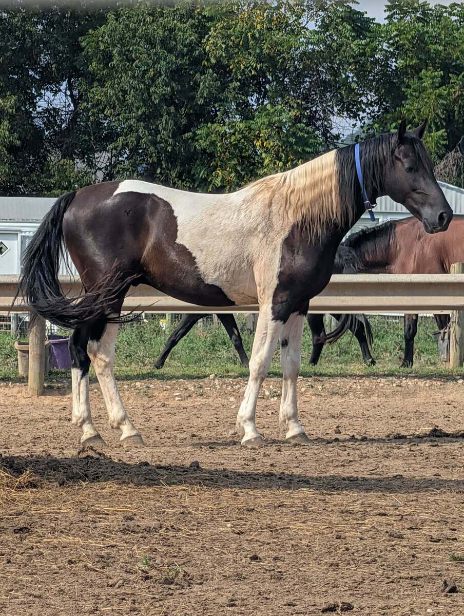 Tracker, 5yo American Paint Horse gelding, 15.0hh
