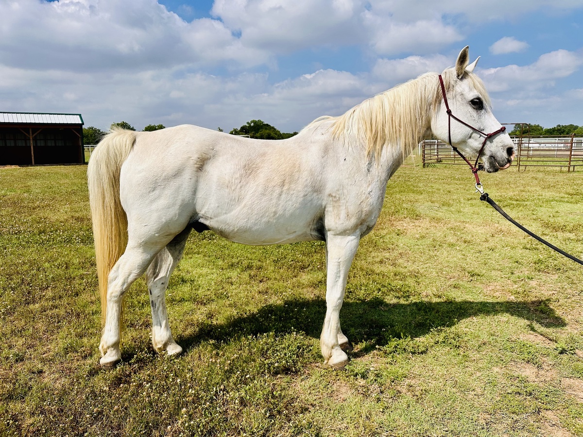 Blue Star, 17yo Arabian gelding, 14.3hh