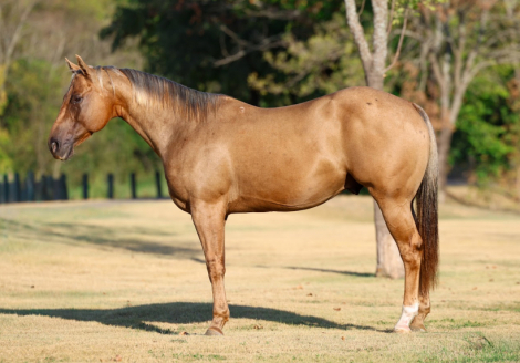 PARSONS SHININGSPARK (SHINY), 11yo AQHA Quarter Horse gelding, 15.2hh