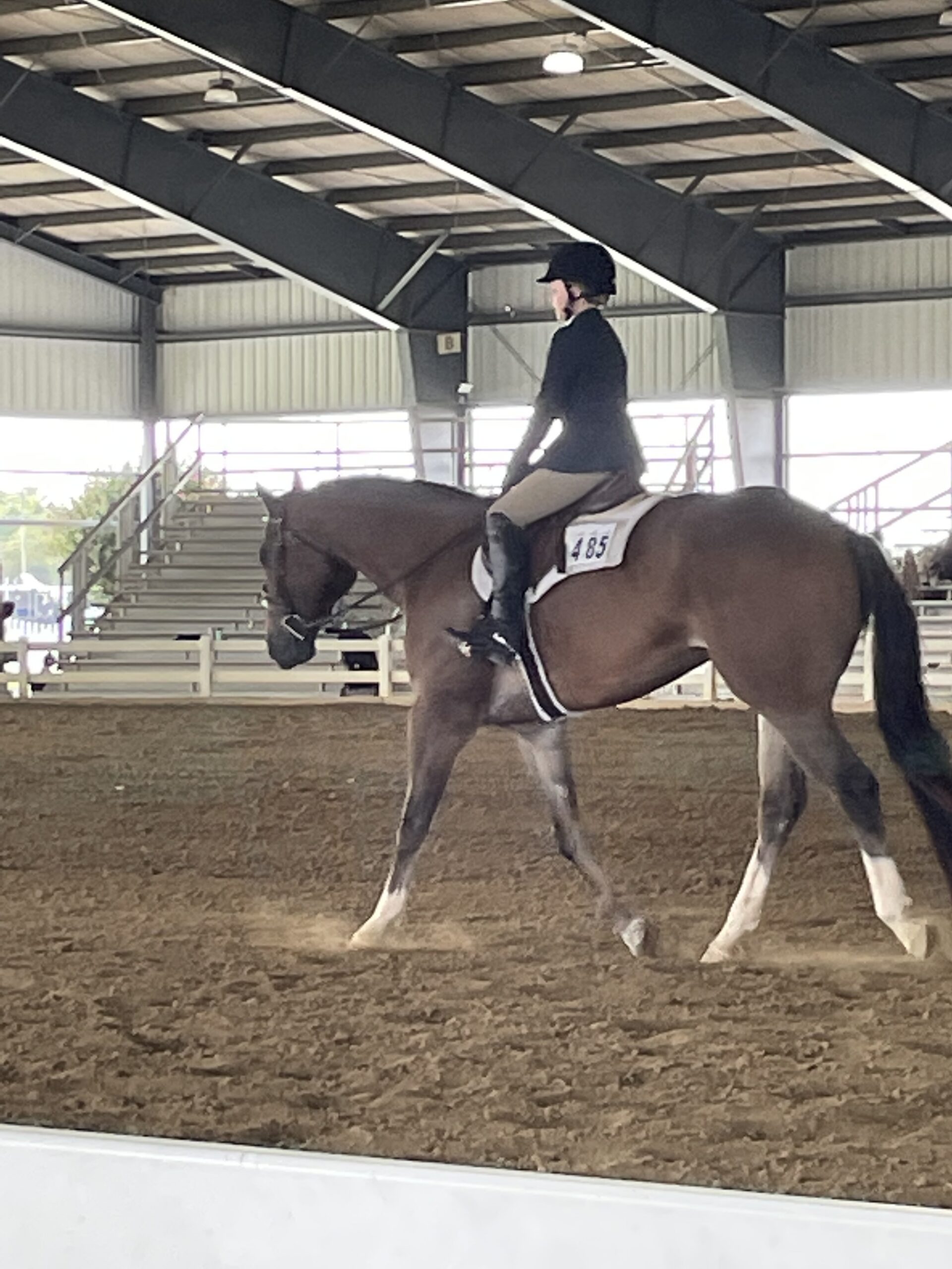For Sale, 10yo Appaloosa gelding, 17.1hh