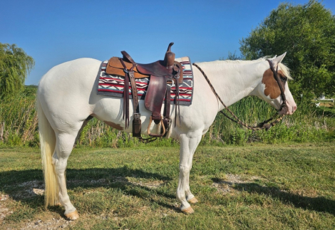 LOOK N FOR A SPOT (WHITEY), 6yo APHA Paint mare, 15.1hh