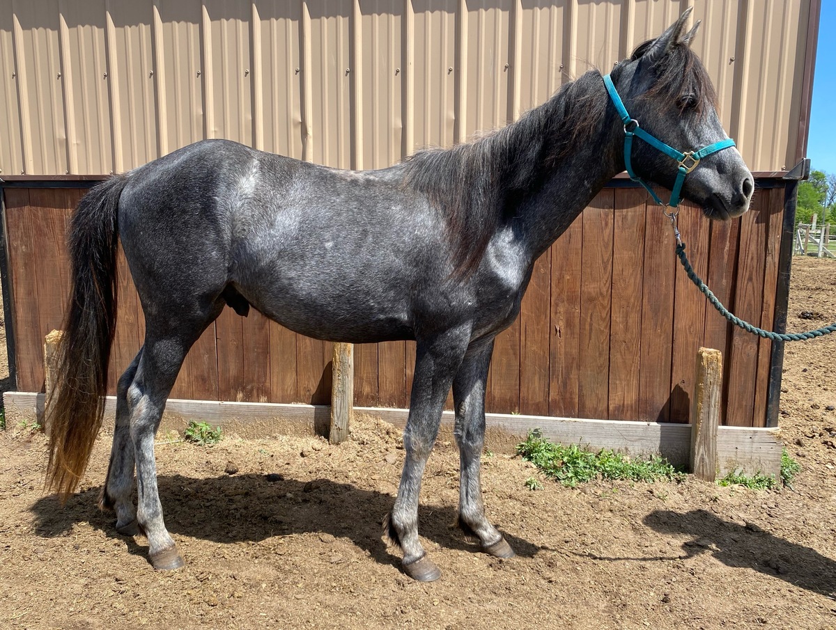 Orion, 2yo Arabian/Pony gelding, 13.0hh