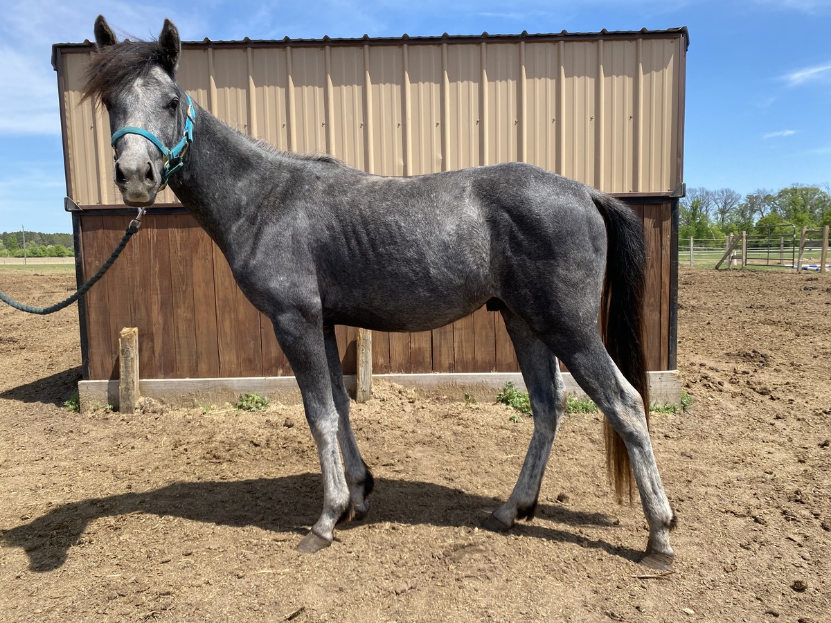 Orion, 2yo Arabian/Pony gelding, 13.0hh