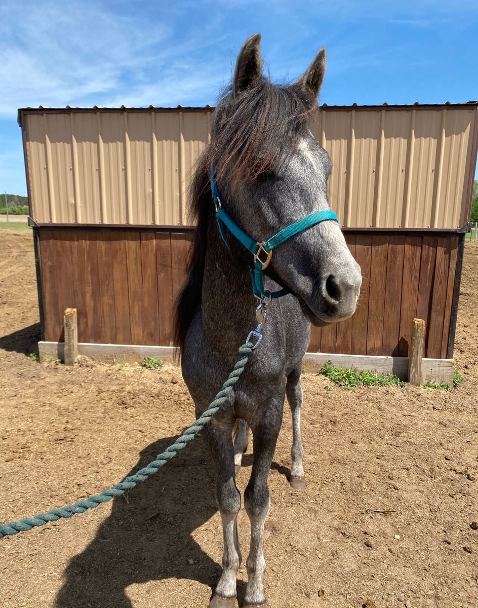 Orion, 2yo Arabian/Pony gelding, 13.0hh