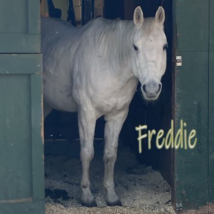 Freddie, 22yo gelding, 14.3hh