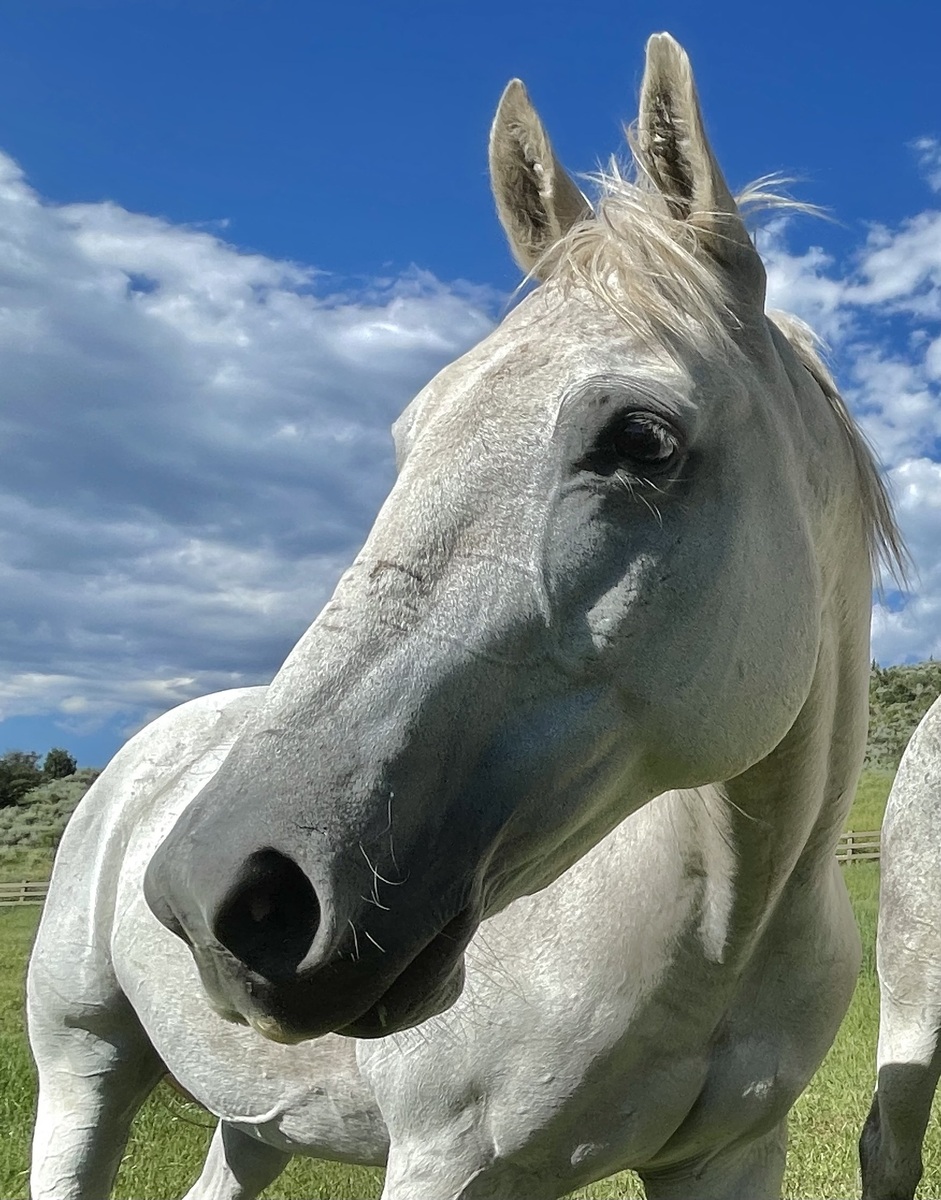 Freddie, 22yo gelding, 14.3hh