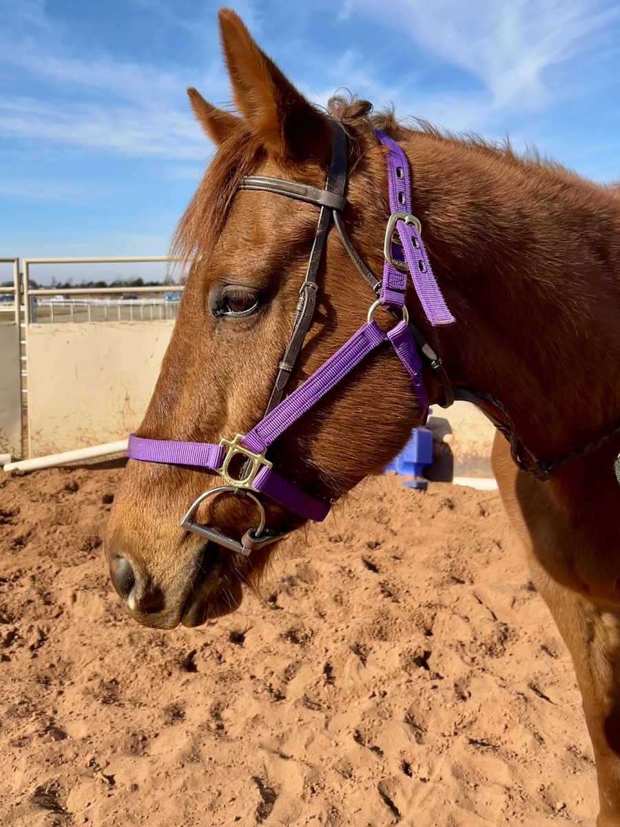 Rich Cheezecake, 15yo Thoroughbred gelding, 16.2hh