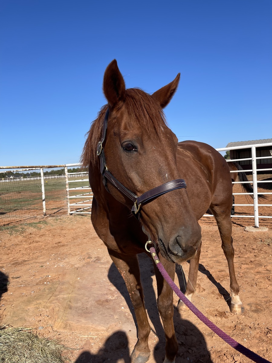 Rich Cheezecake, 15yo Thoroughbred gelding, 16.2hh