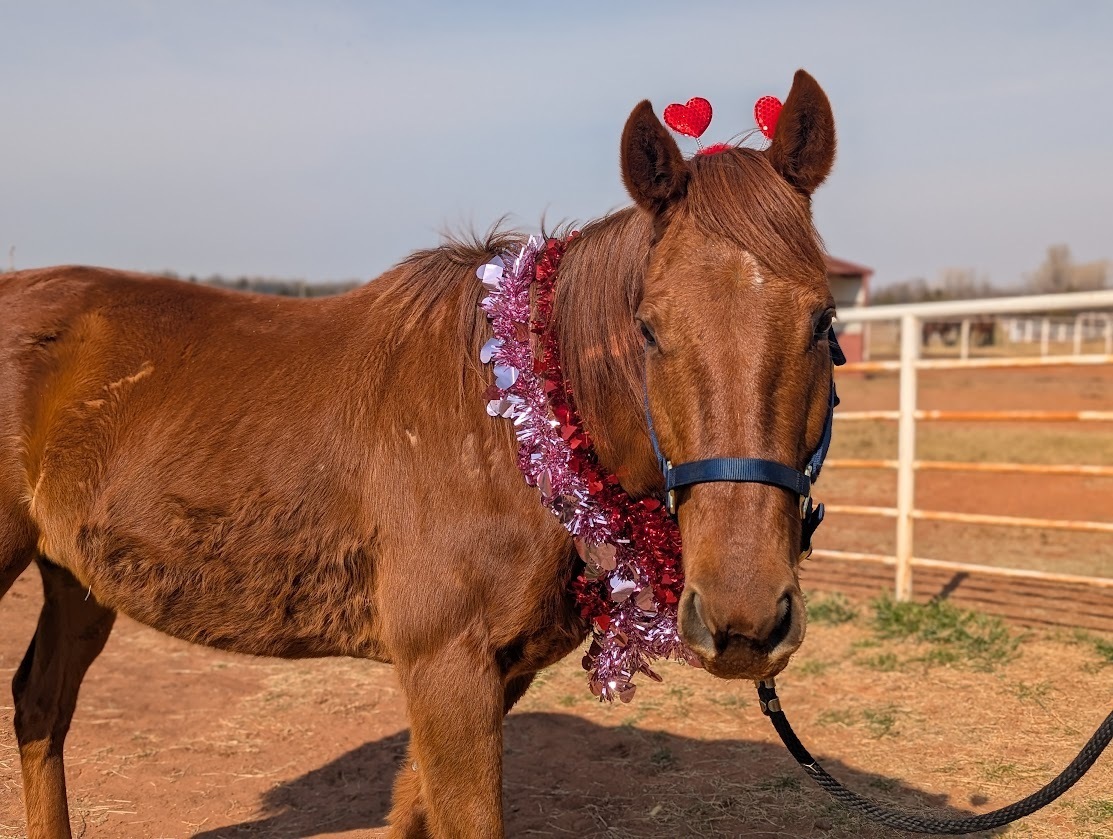 Rich Cheezecake, 15yo Thoroughbred gelding, 16.2hh