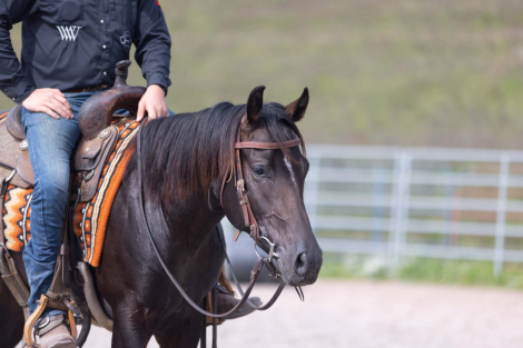 LOOSELILTWISTER (TWISTER), 2yo AQHA Quarter Horse stallion, 14.2hh