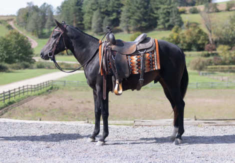 LOOSELILTWISTER (TWISTER), 2yo AQHA Quarter Horse stallion, 14.2hh