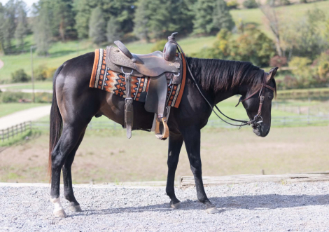 LOOSELILTWISTER (TWISTER), 2yo AQHA Quarter Horse stallion, 14.2hh