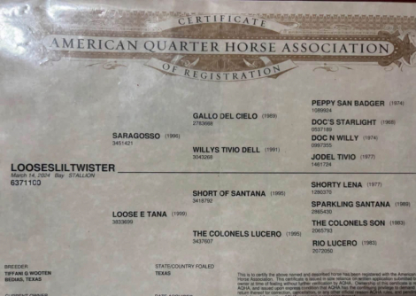LOOSELILTWISTER (TWISTER), 2yo AQHA Quarter Horse stallion, 14.2hh