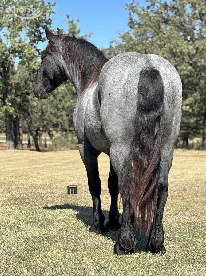 Draft Horse, 4yo Draft Horse gelding, 16hh