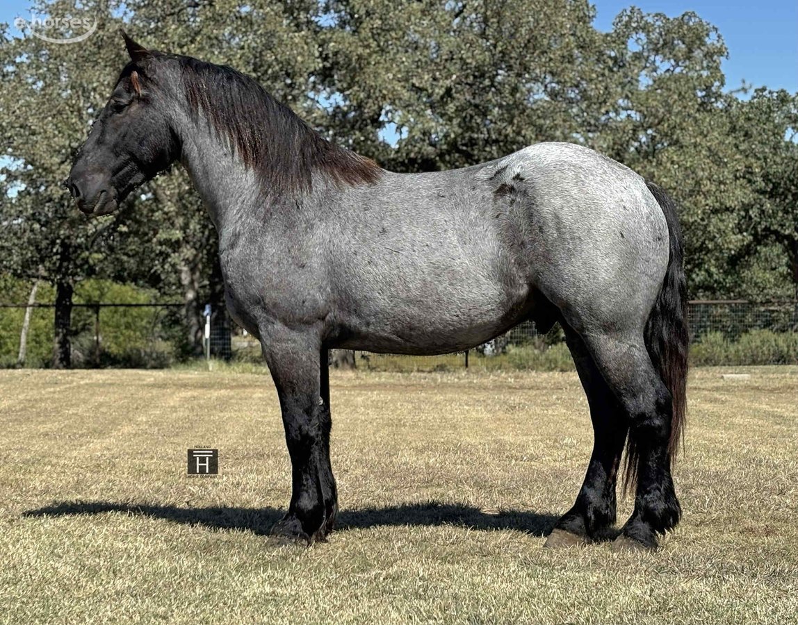 Draft Horse, 4yo Draft Horse gelding, 16hh