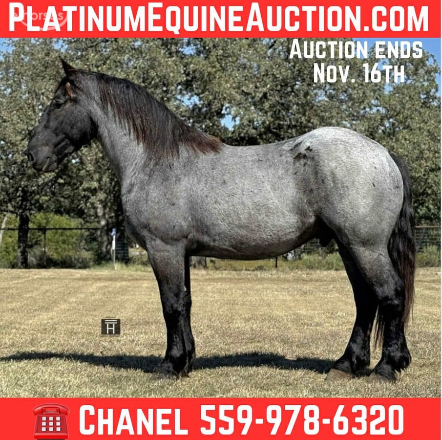 Draft Horse, 4yo Draft Horse gelding, 16hh