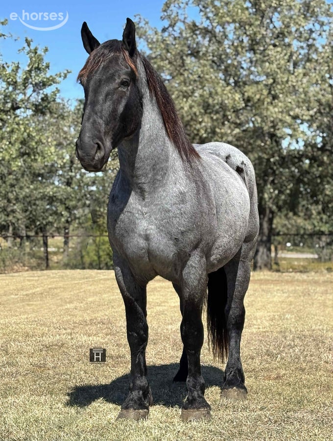 Draft Horse, 4yo Draft Horse gelding, 16hh