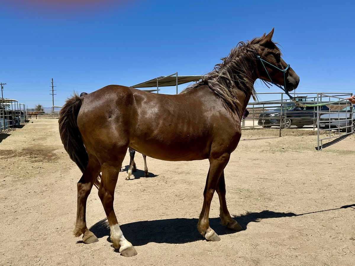 Fiona, 4yo mare, 14.2hh