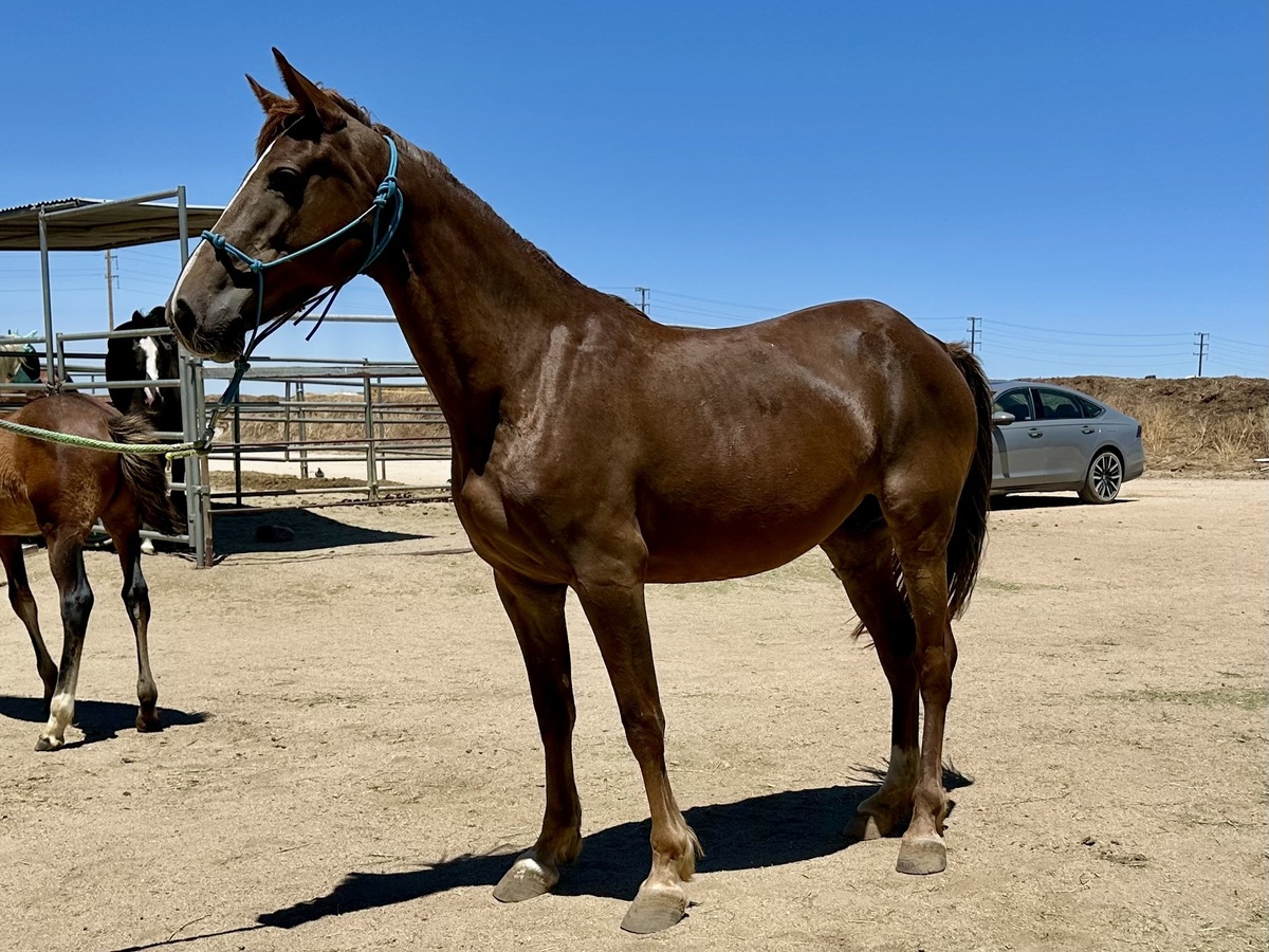 Fiona, 4yo mare, 14.2hh