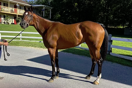 Green Goddess, 4yo Thoroughbred mare, 16.0hh