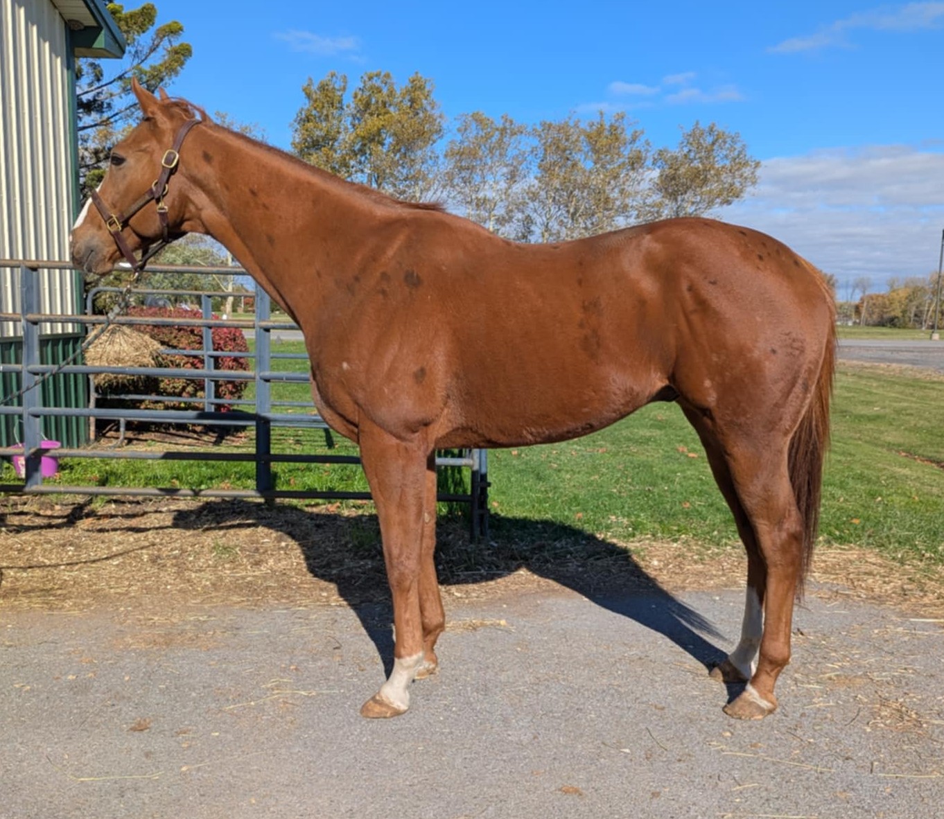 Majestic Michael, 5yo Thoroughbred gelding, 17hh