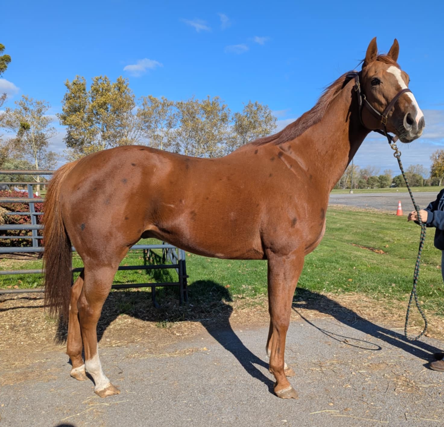 Majestic Michael, 5yo Thoroughbred gelding, 17hh