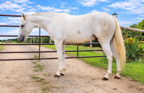 COOL WHIP, 4yo Welsh Pony Pony gelding, 13.0hh