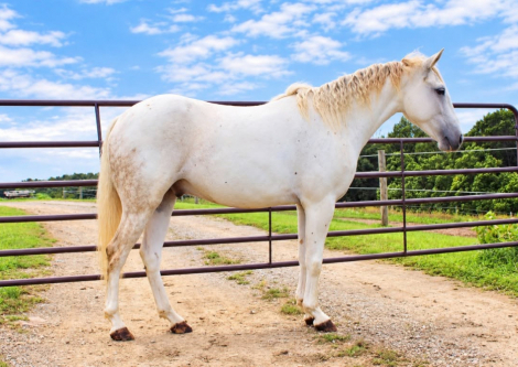 COOL WHIP, 4yo Welsh Pony Pony gelding, 13.0hh