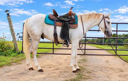 COOL WHIP, 4yo Welsh Pony Pony gelding, 13.0hh