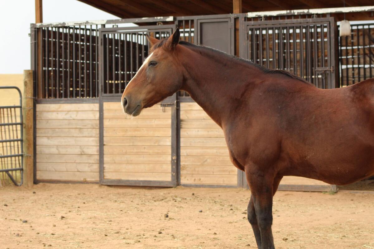 Little Boy, 21yo gelding, 15.0hh