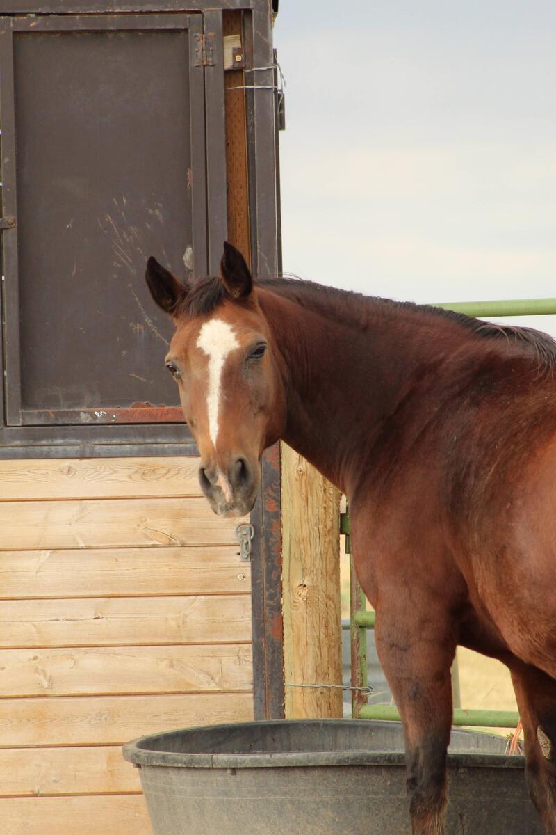 Little Boy, 21yo gelding, 15.0hh