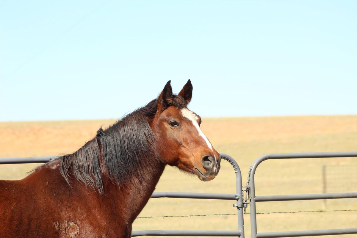 Little Boy, 21yo gelding, 15.0hh
