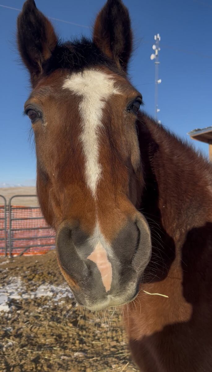 Little Boy, 21yo gelding, 15.0hh