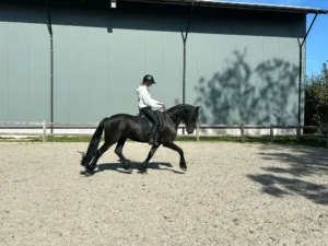 Loki, 7yo Friesian gelding, 17hh