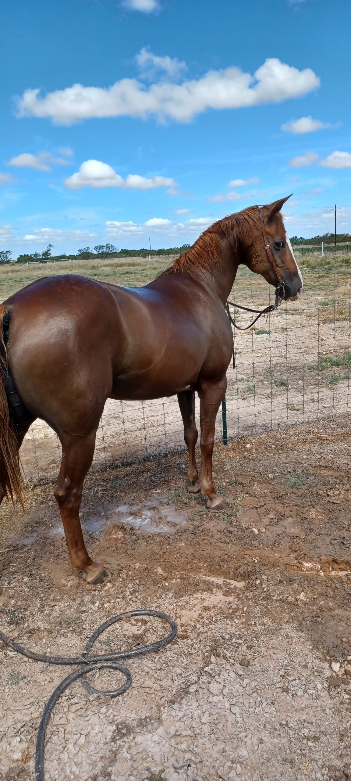 Clover, 16yo Quarter Horse mare, 14.3hh