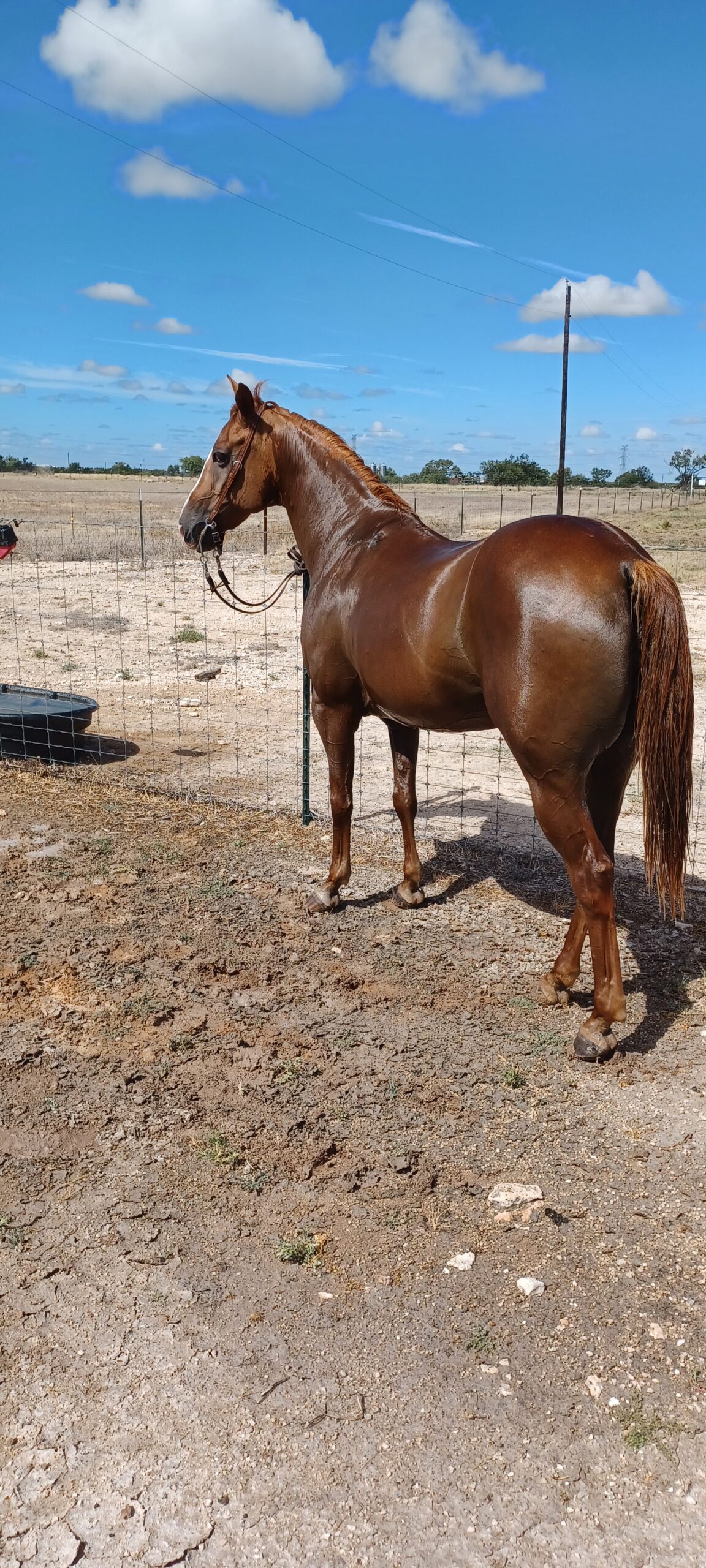 Clover, 16yo Quarter Horse mare, 14.3hh