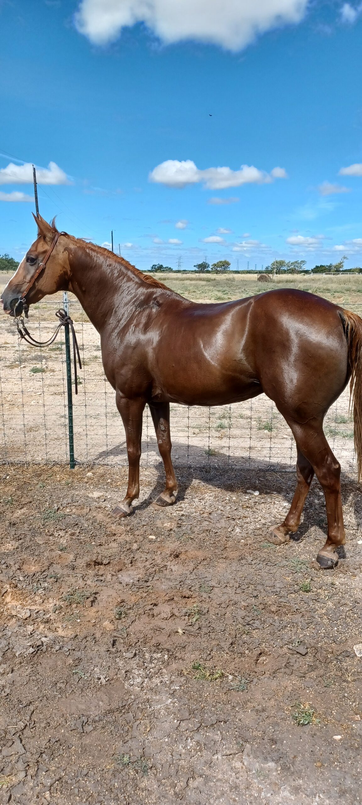 Clover, 16yo Quarter Horse mare, 14.3hh